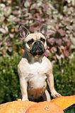 BOULEDOGUE FRANCAIS 1199